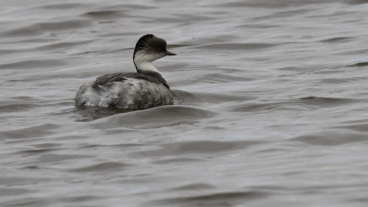 Пірникоза срібляста - ML644301999