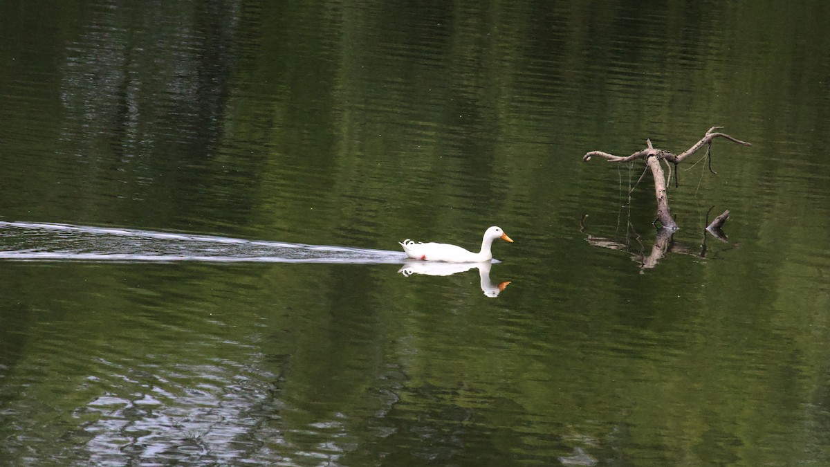 Mallard (Domestic type) - ML644302004