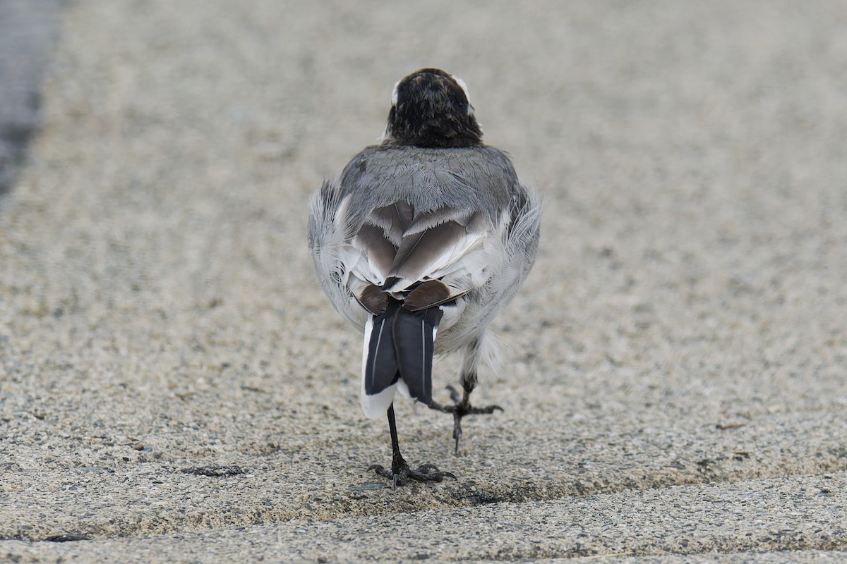 Lavandera Blanca (Japonesa) - ML644302009