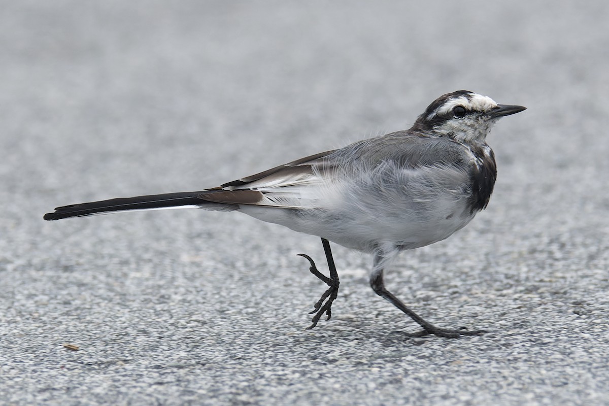 Lavandera Blanca (Japonesa) - ML644302010