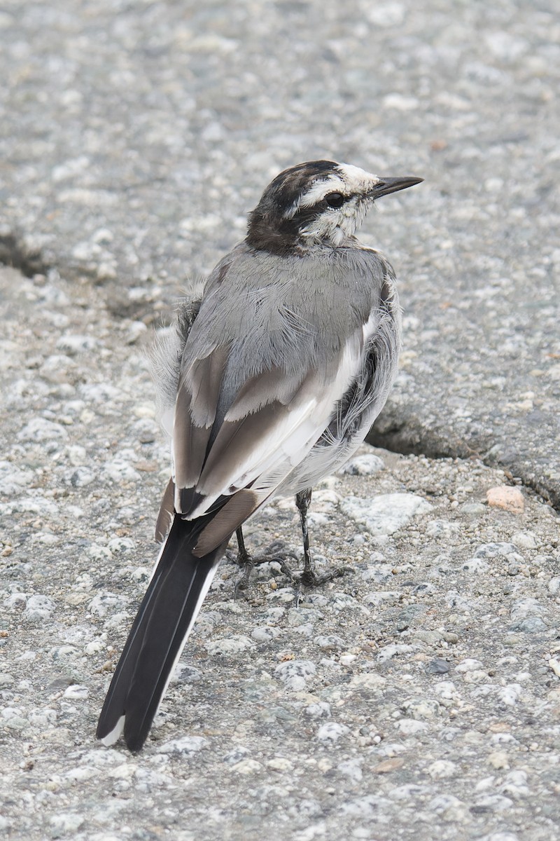 Lavandera Blanca (Japonesa) - ML644302012
