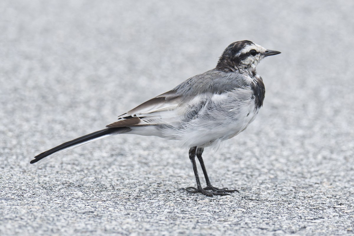 Lavandera Blanca (Japonesa) - ML644302013