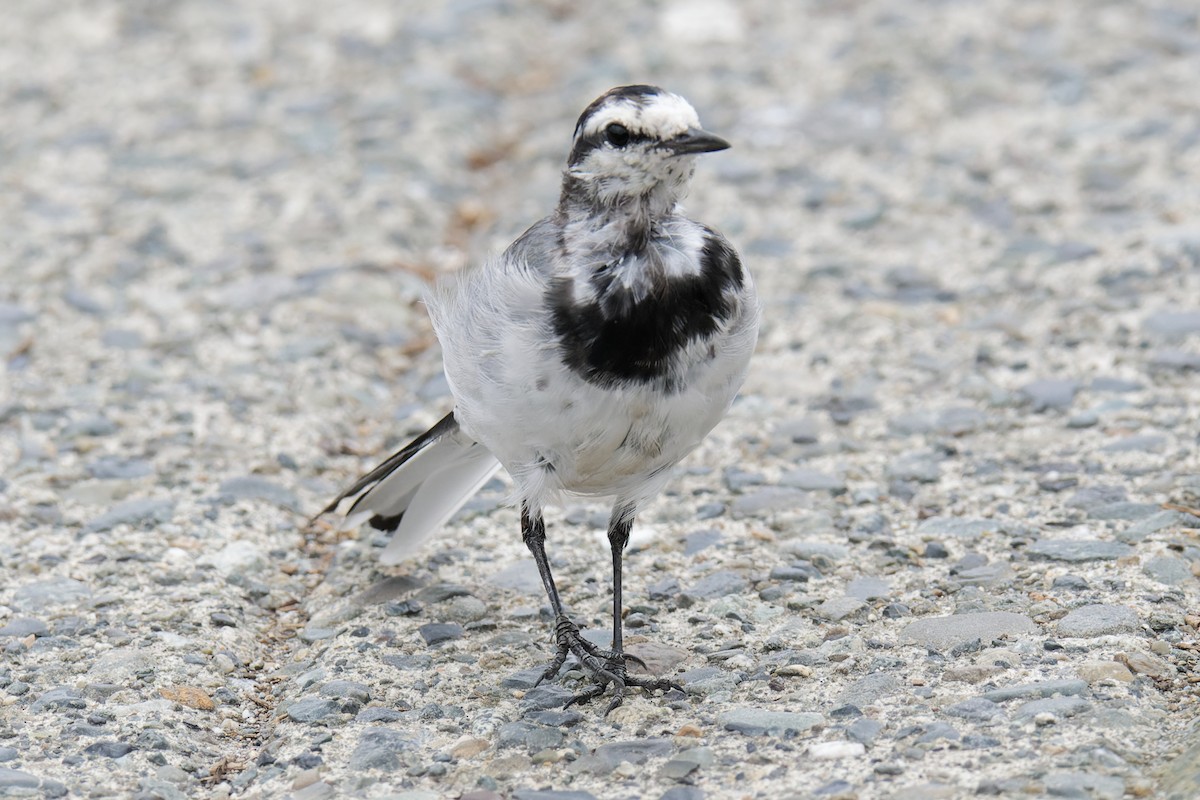 Lavandera Blanca (Japonesa) - ML644302015