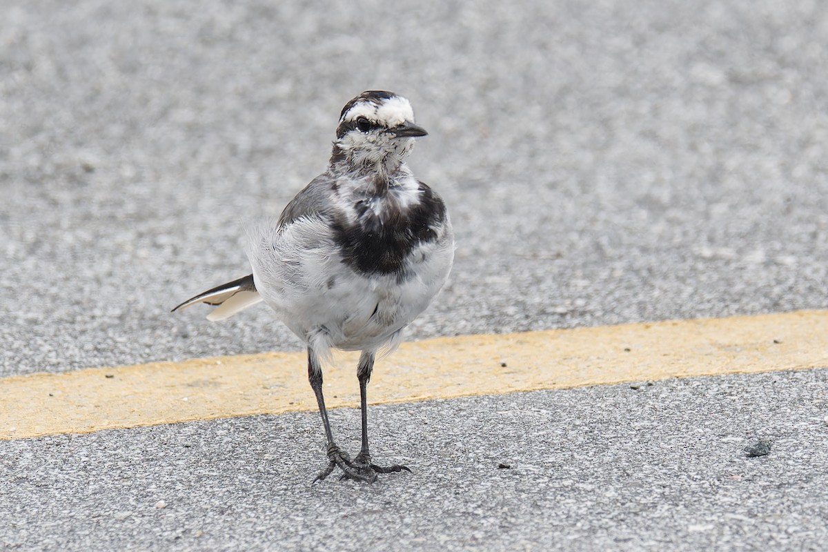 Lavandera Blanca (Japonesa) - ML644302016