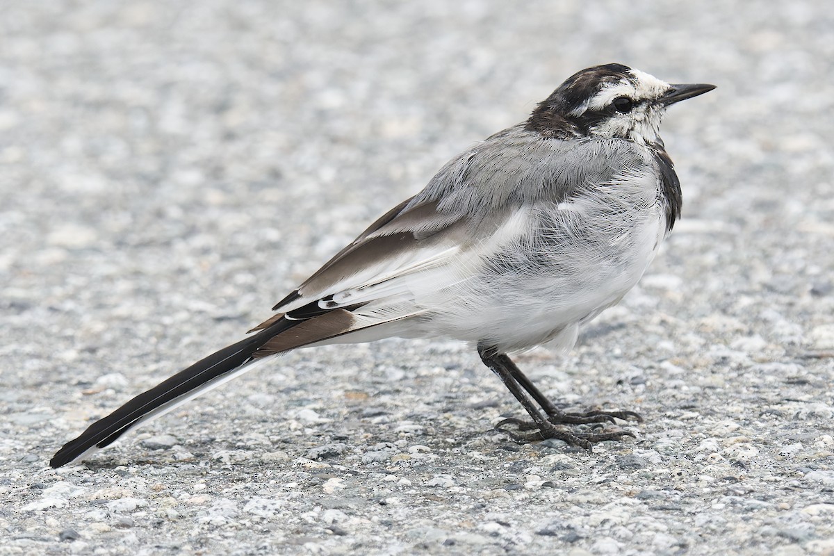 Lavandera Blanca (Japonesa) - ML644302017