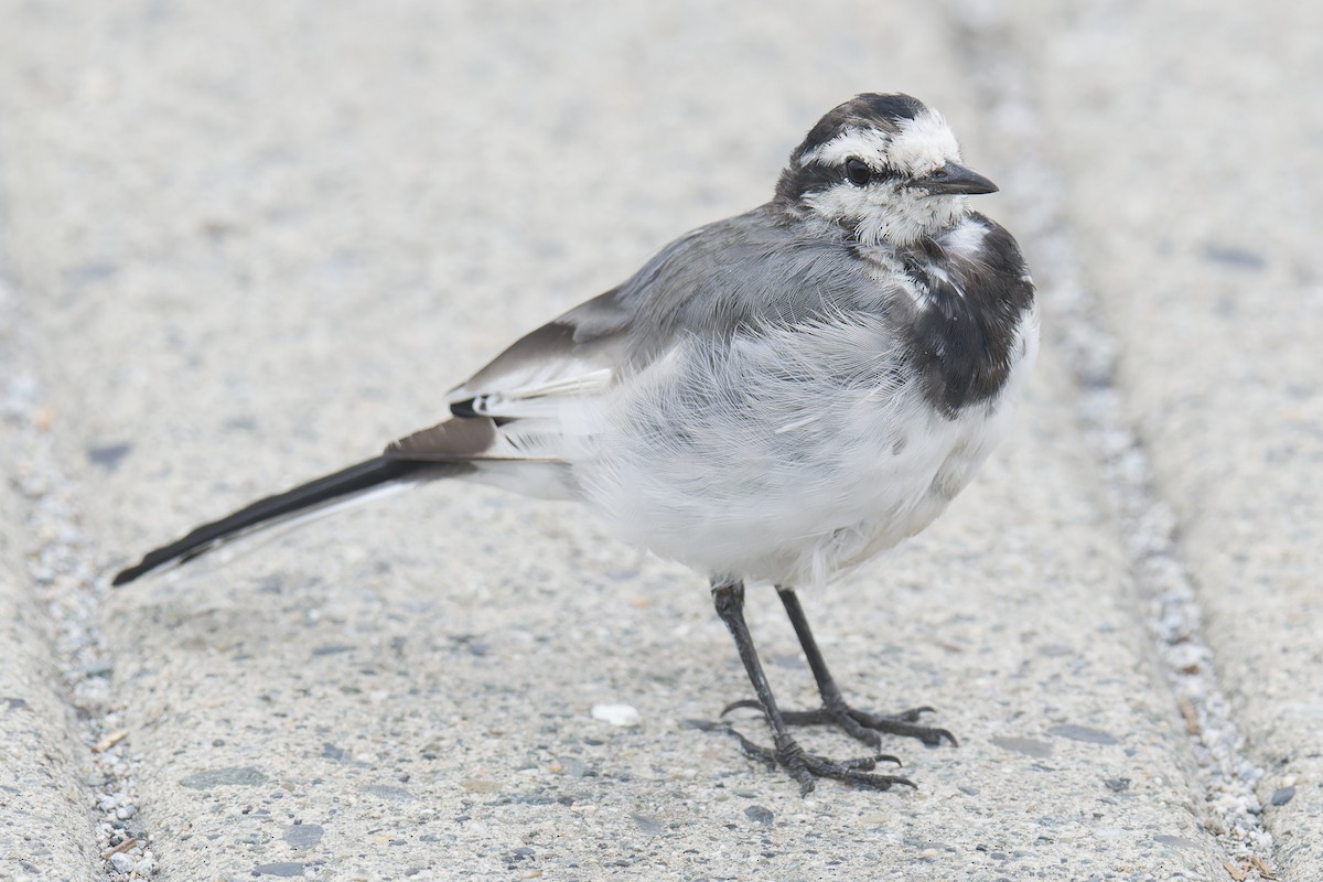 Lavandera Blanca (Japonesa) - ML644302018