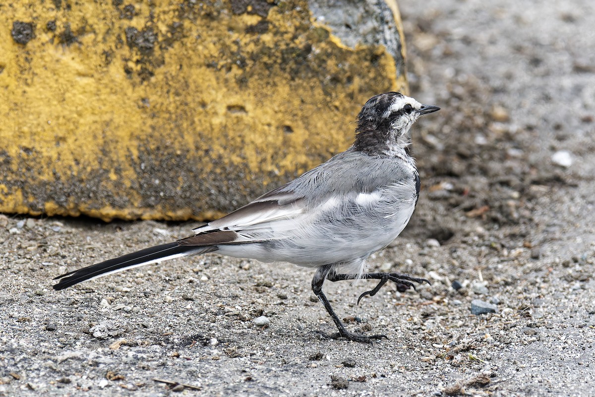 Lavandera Blanca (Japonesa) - ML644302019
