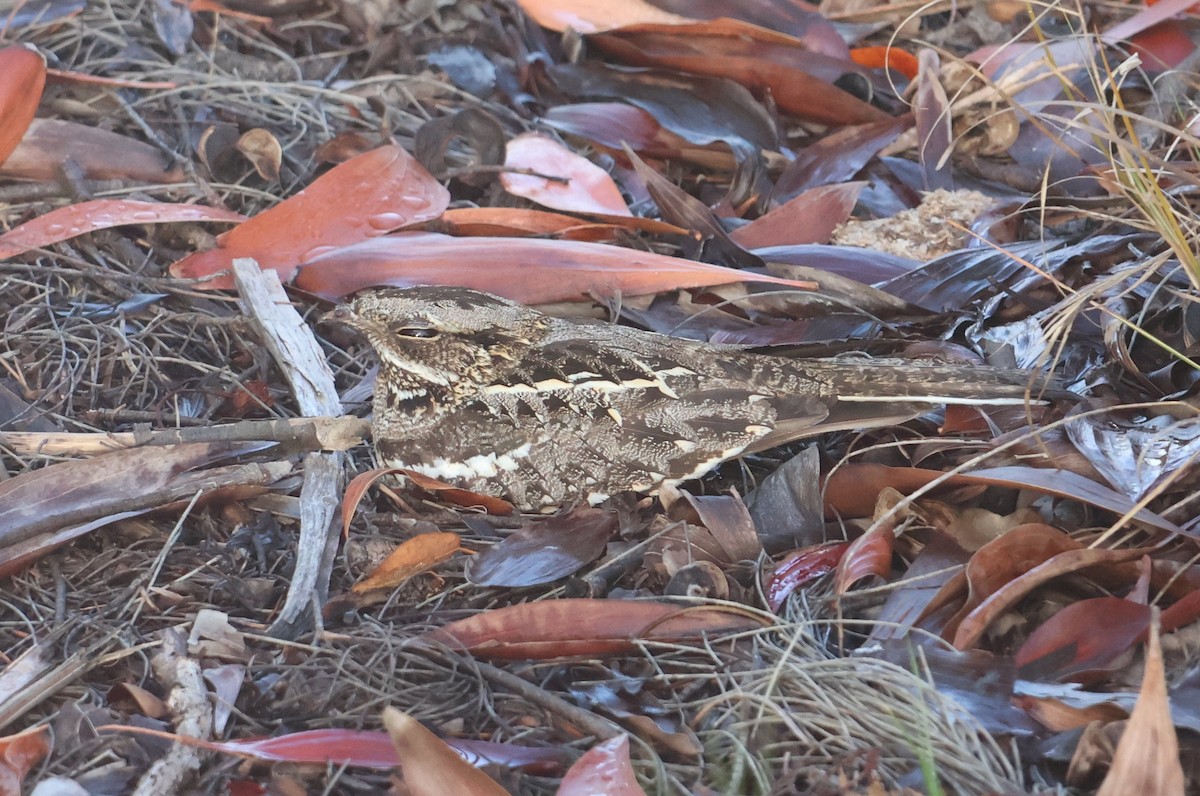 Square-tailed Nightjar - ML644302030