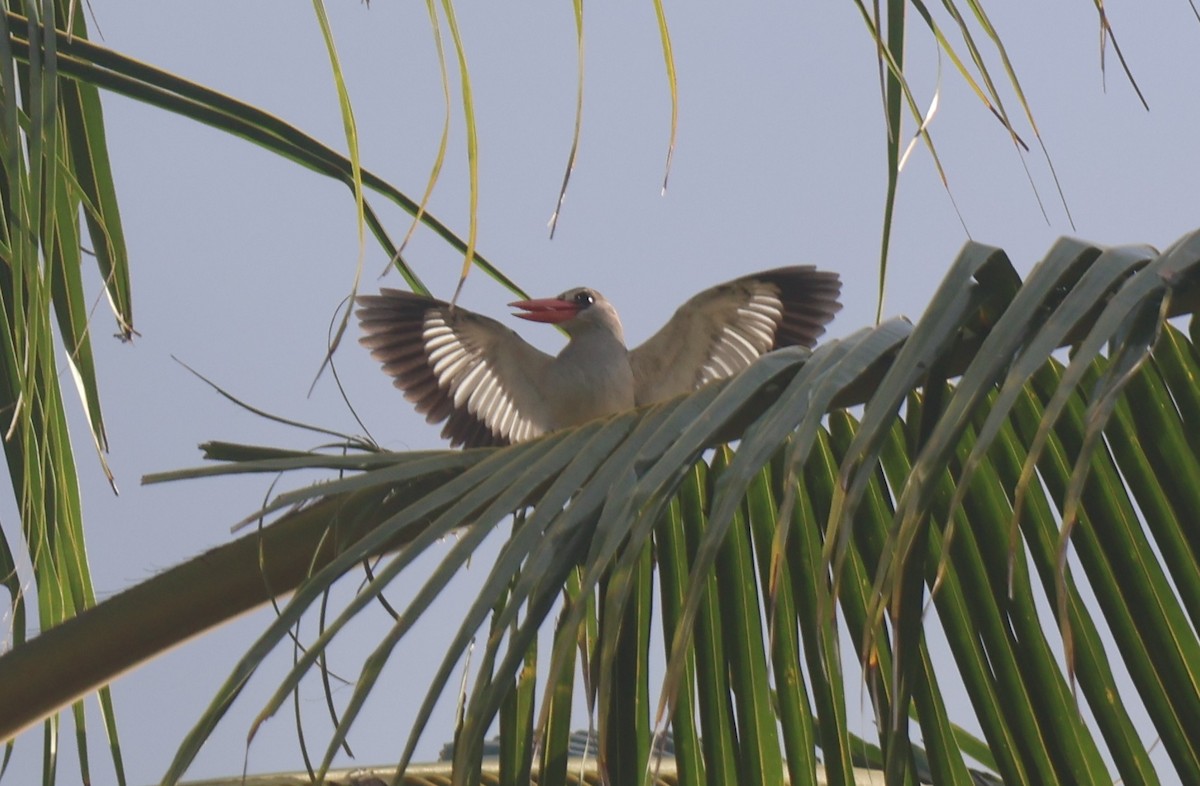 Mangrove Kingfisher - ML644302036