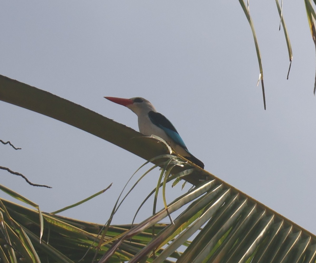 Mangrove Kingfisher - ML644302038