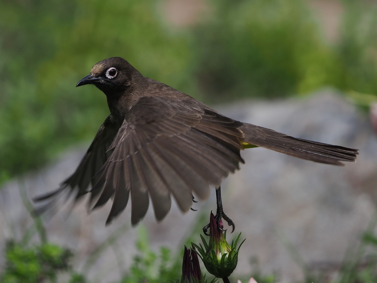 Bulbul du Cap - ML644302041
