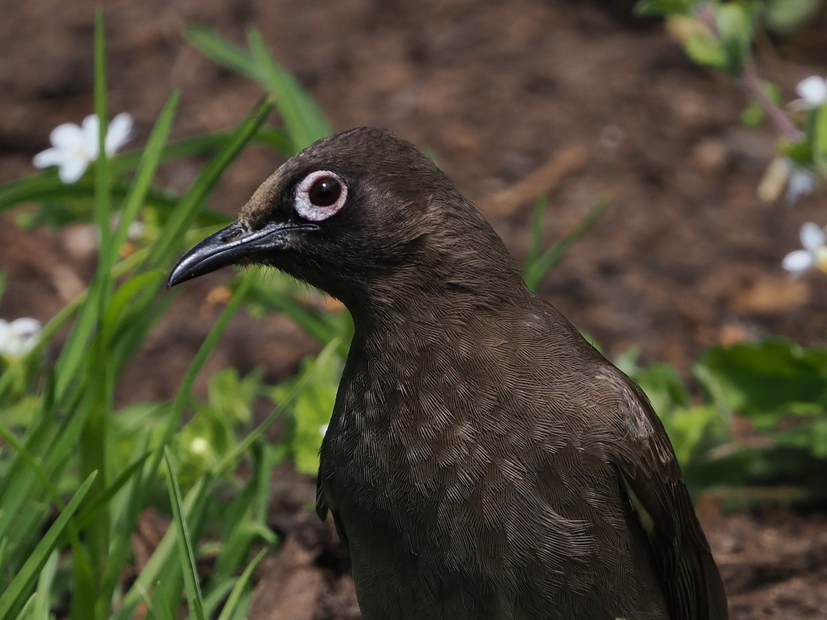 Bulbul du Cap - ML644302042