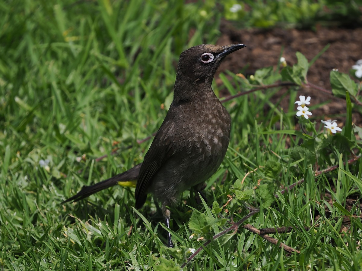 Bulbul du Cap - ML644302044
