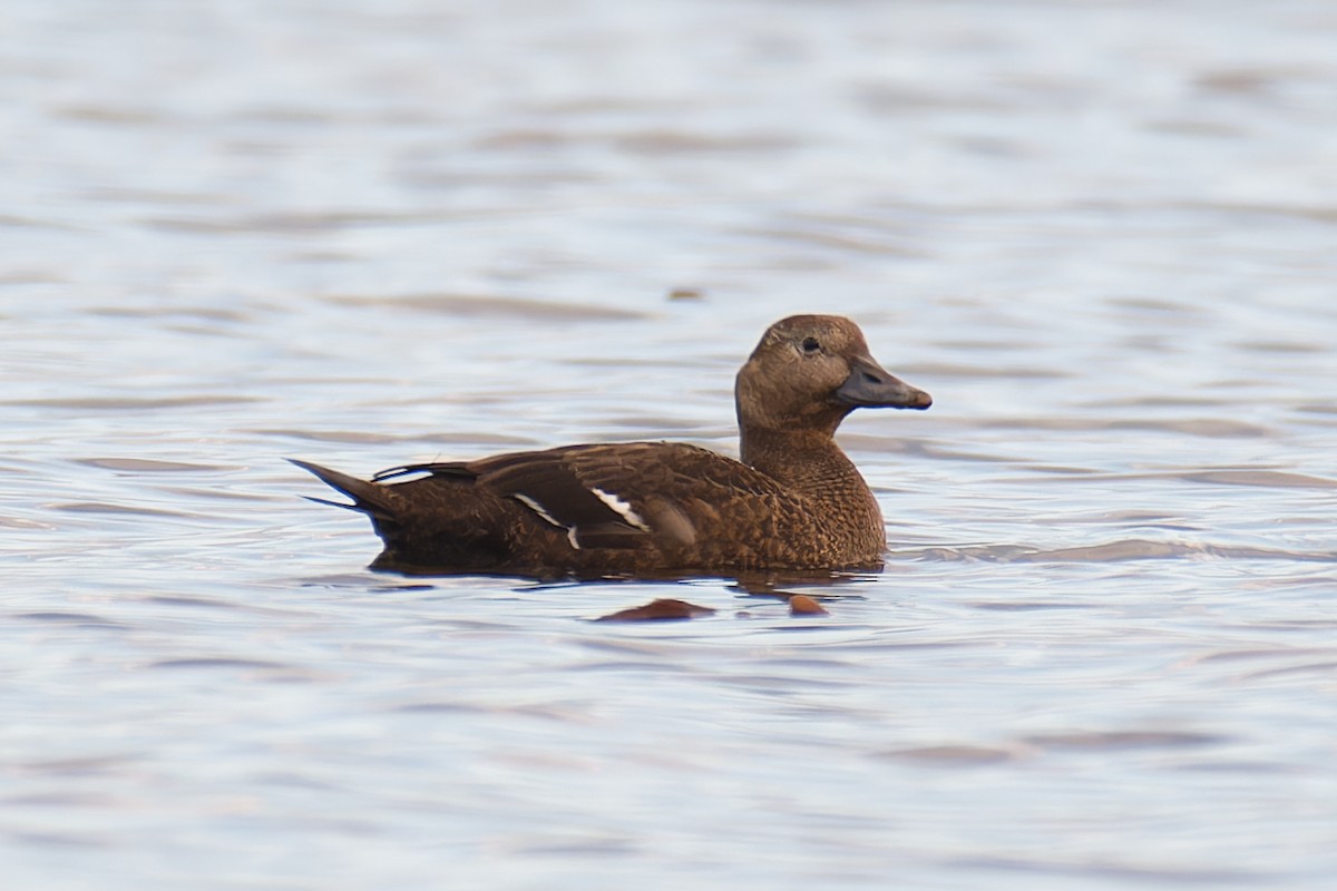 stellerand - ML644302046