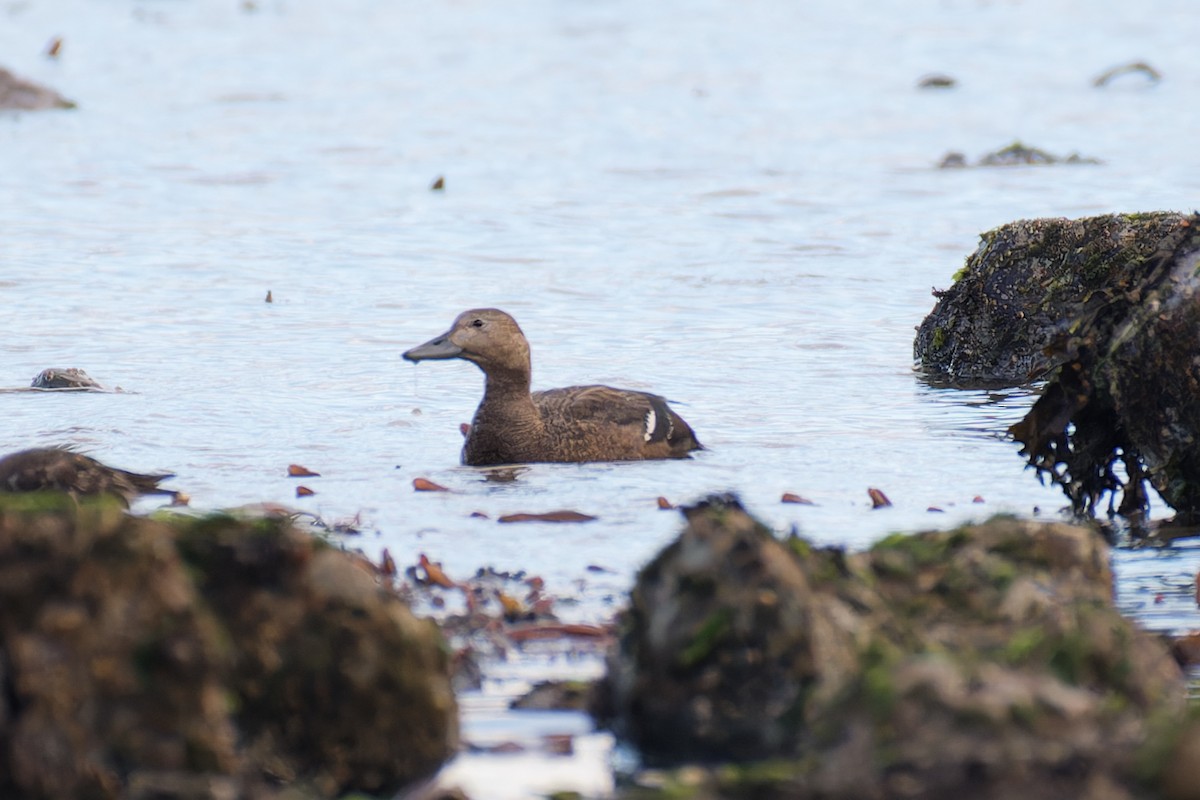 stellerand - ML644302047