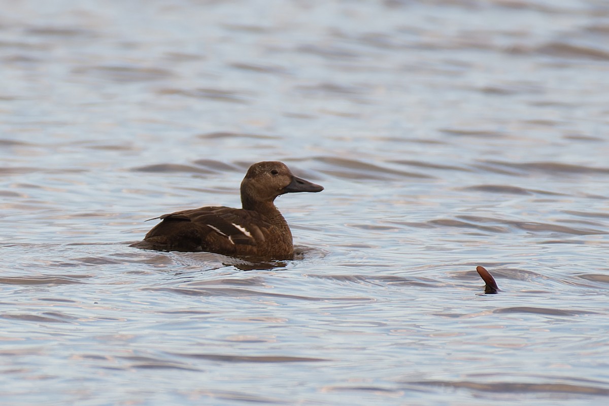 stellerand - ML644302048