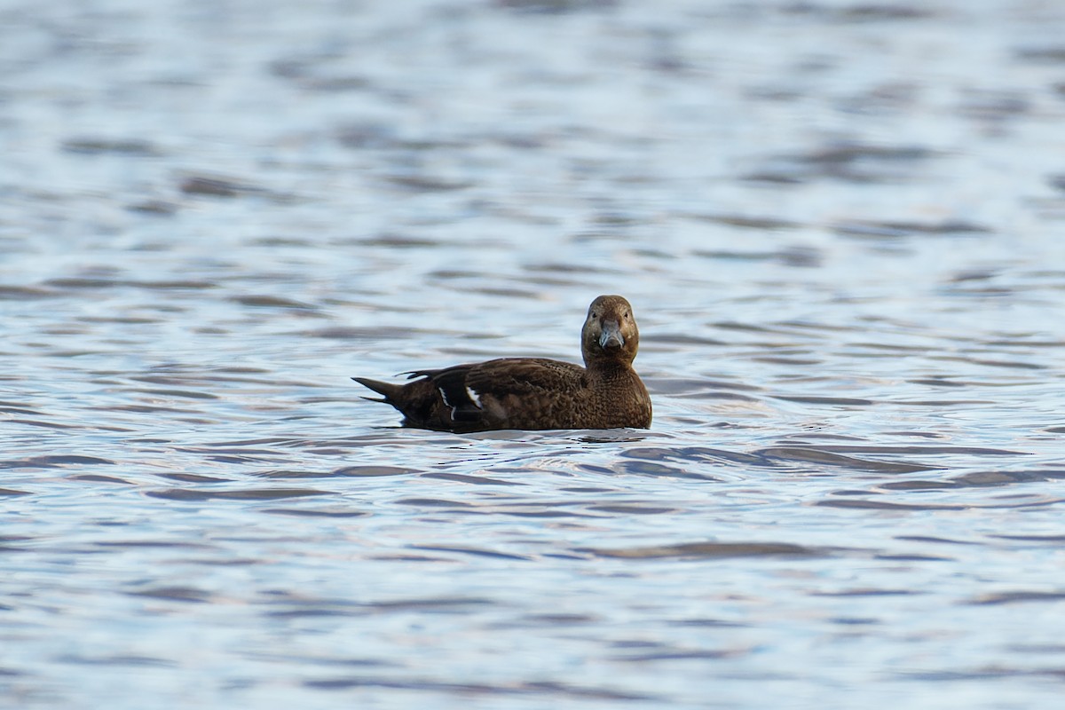 stellerand - ML644302049