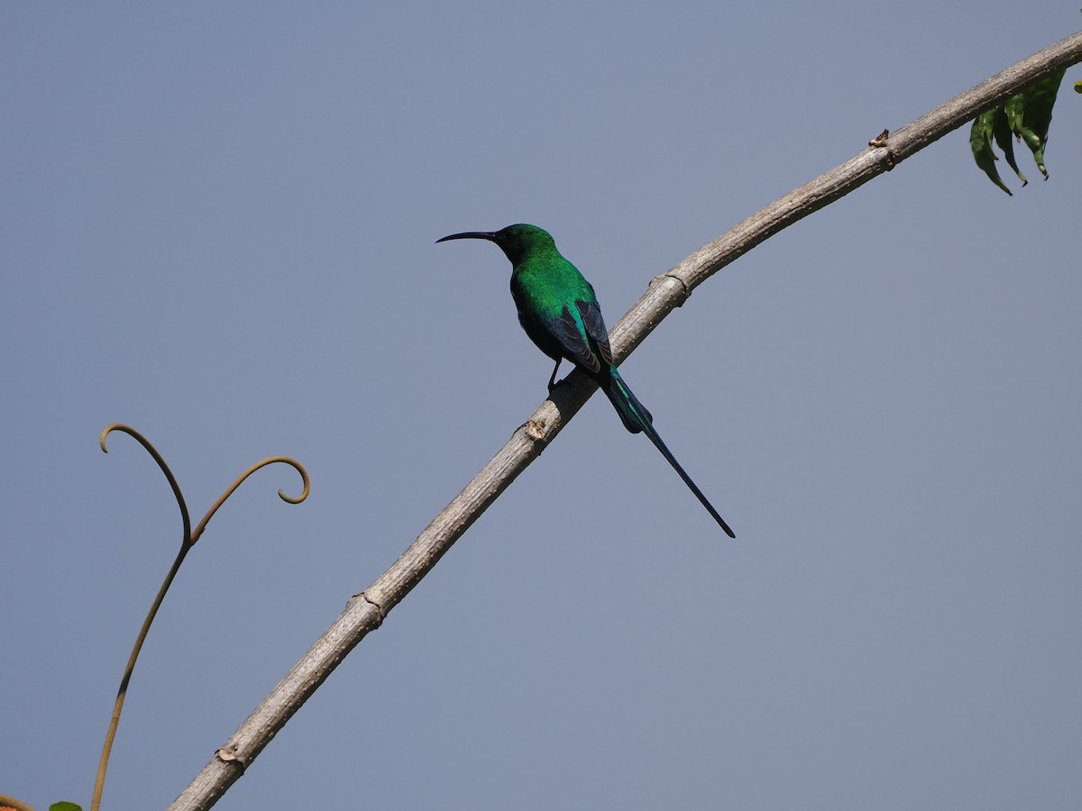 Malachite Sunbird - ML644302069