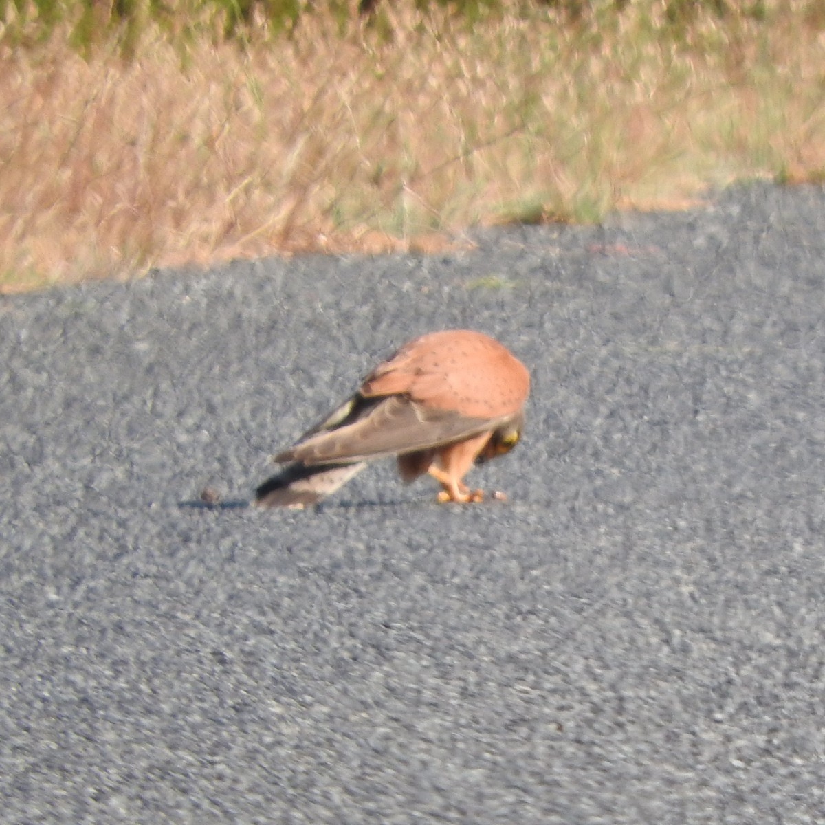 Скальная пустельга - ML644302090
