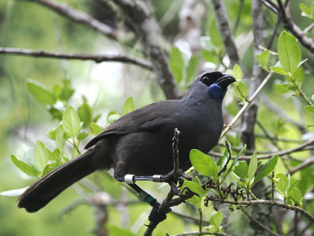 laločník lesní - ML644302091