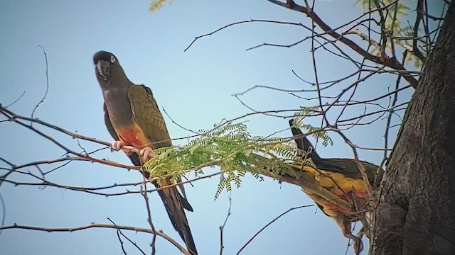 Burrowing Parakeet - ML644302100