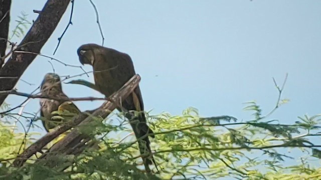 Burrowing Parakeet - ML644302101