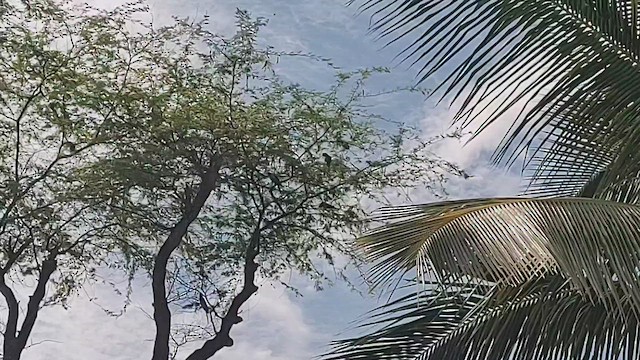 Burrowing Parakeet - ML644302102