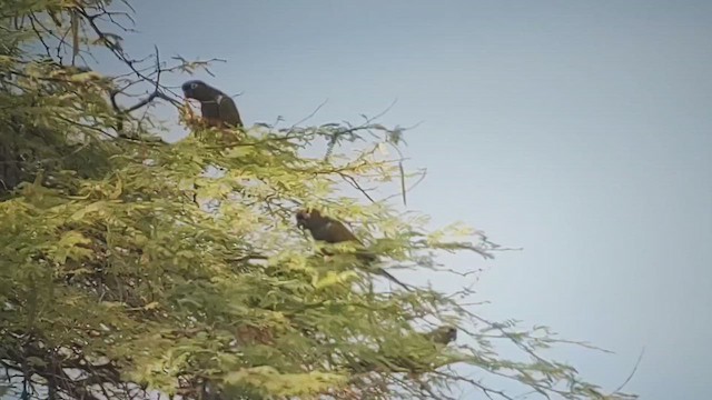 Burrowing Parakeet - ML644302103