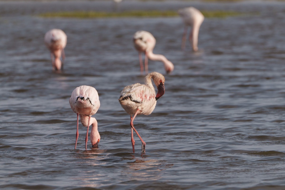 Flamant nain - ML644302104