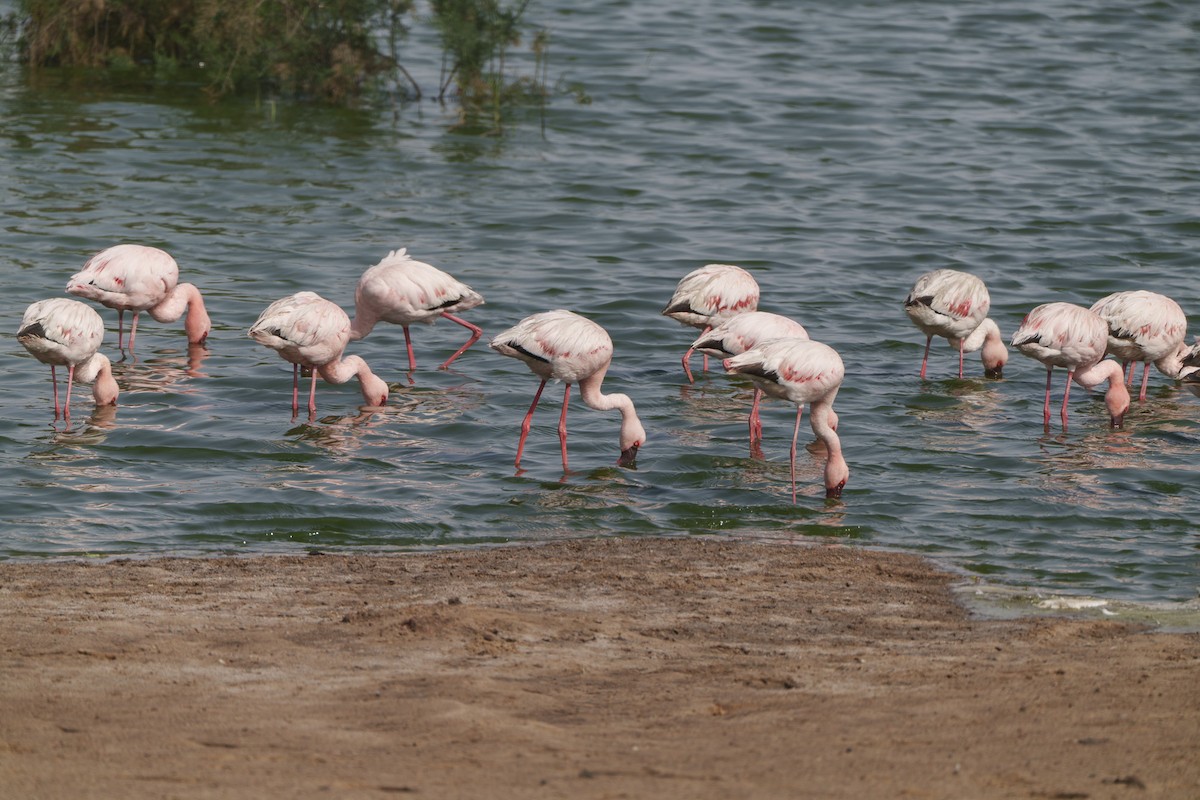 Flamant nain - ML644302105