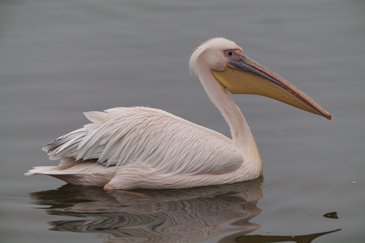 Pelícano Común - ML644302121