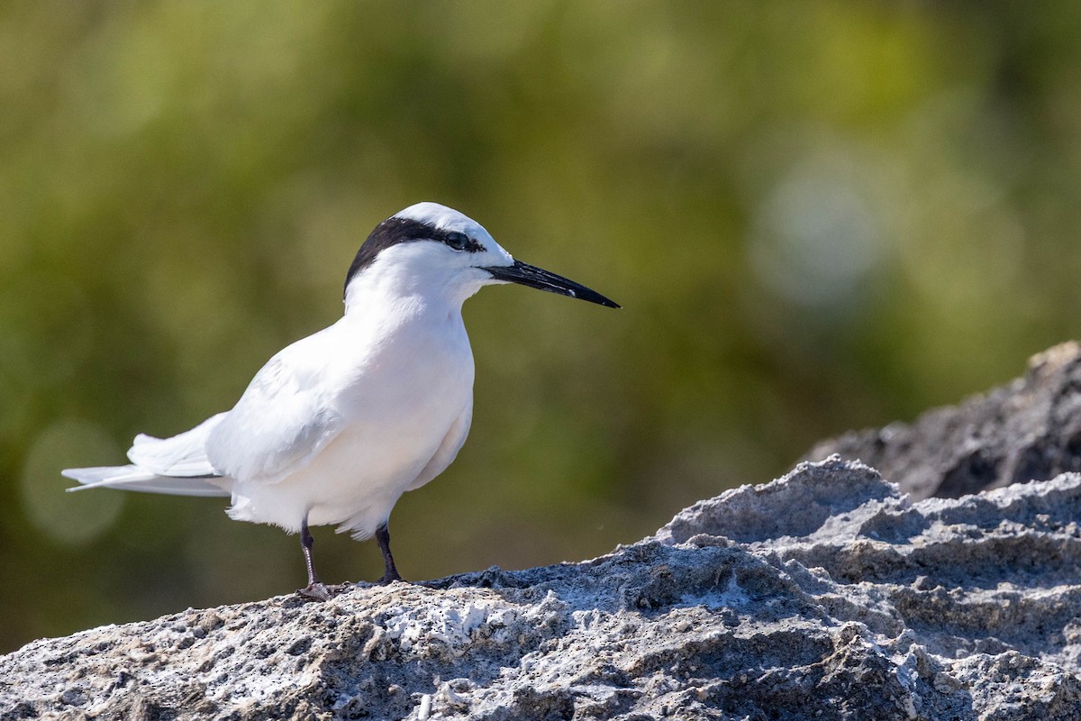 Black-naped Tern - ML644302123