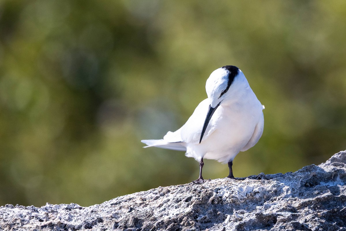 Black-naped Tern - ML644302124