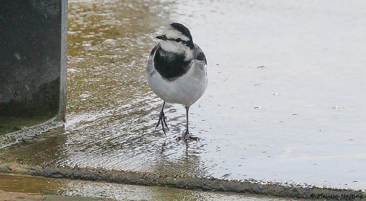 Lavandera Blanca (Japonesa) - ML644302134