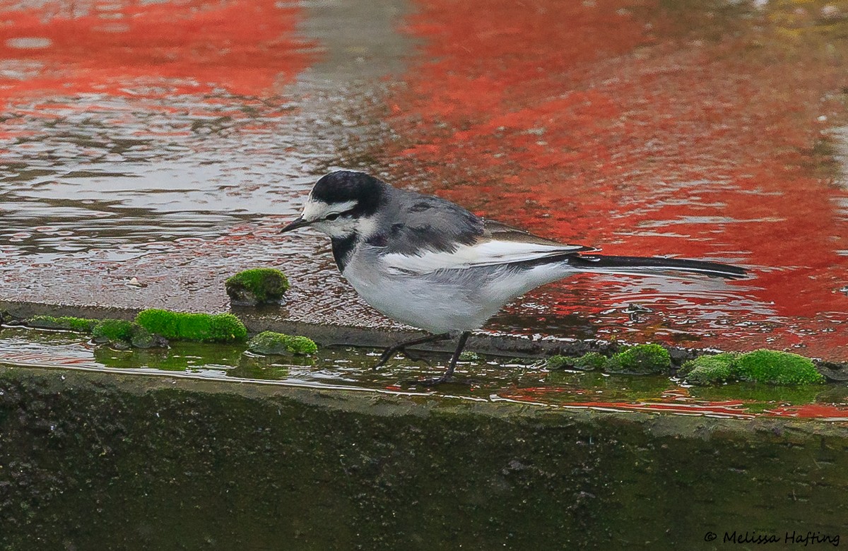 Lavandera Blanca (Japonesa) - ML644302135