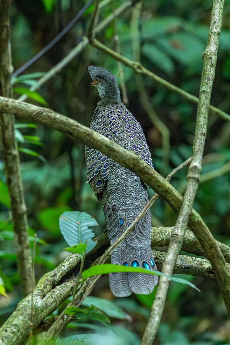 Gray Peacock-Pheasant - ML644302147