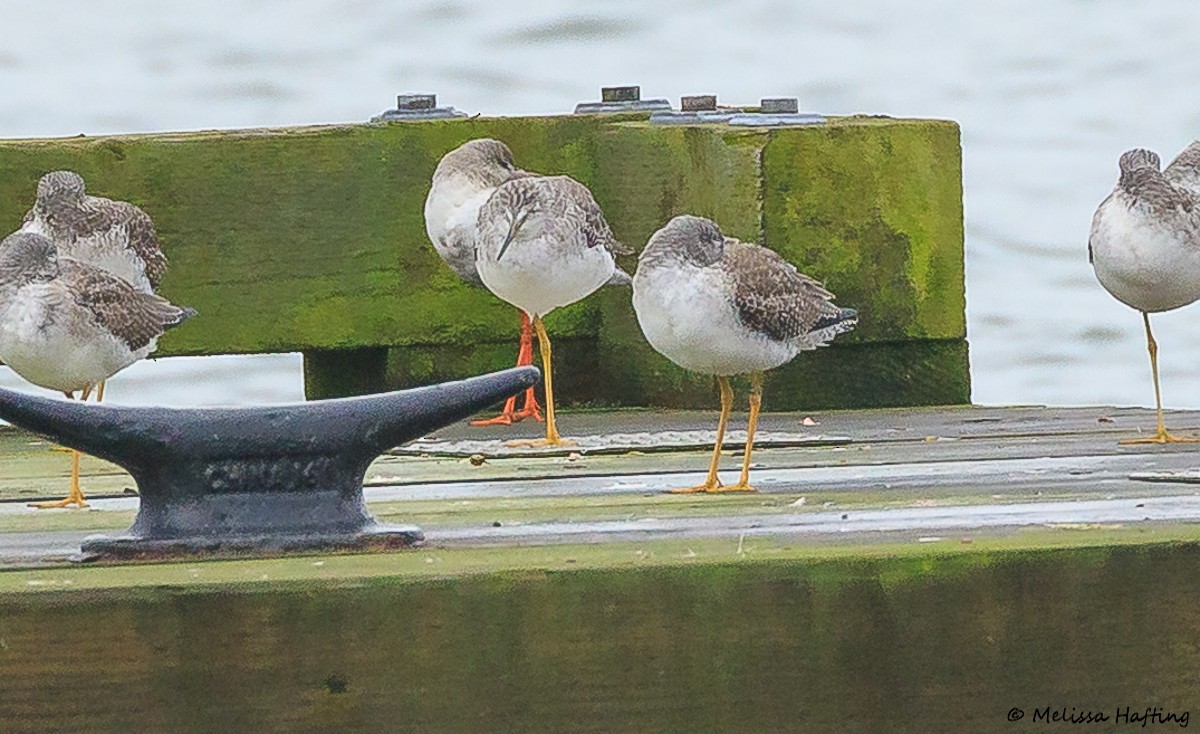 Spotted Redshank - ML644302150