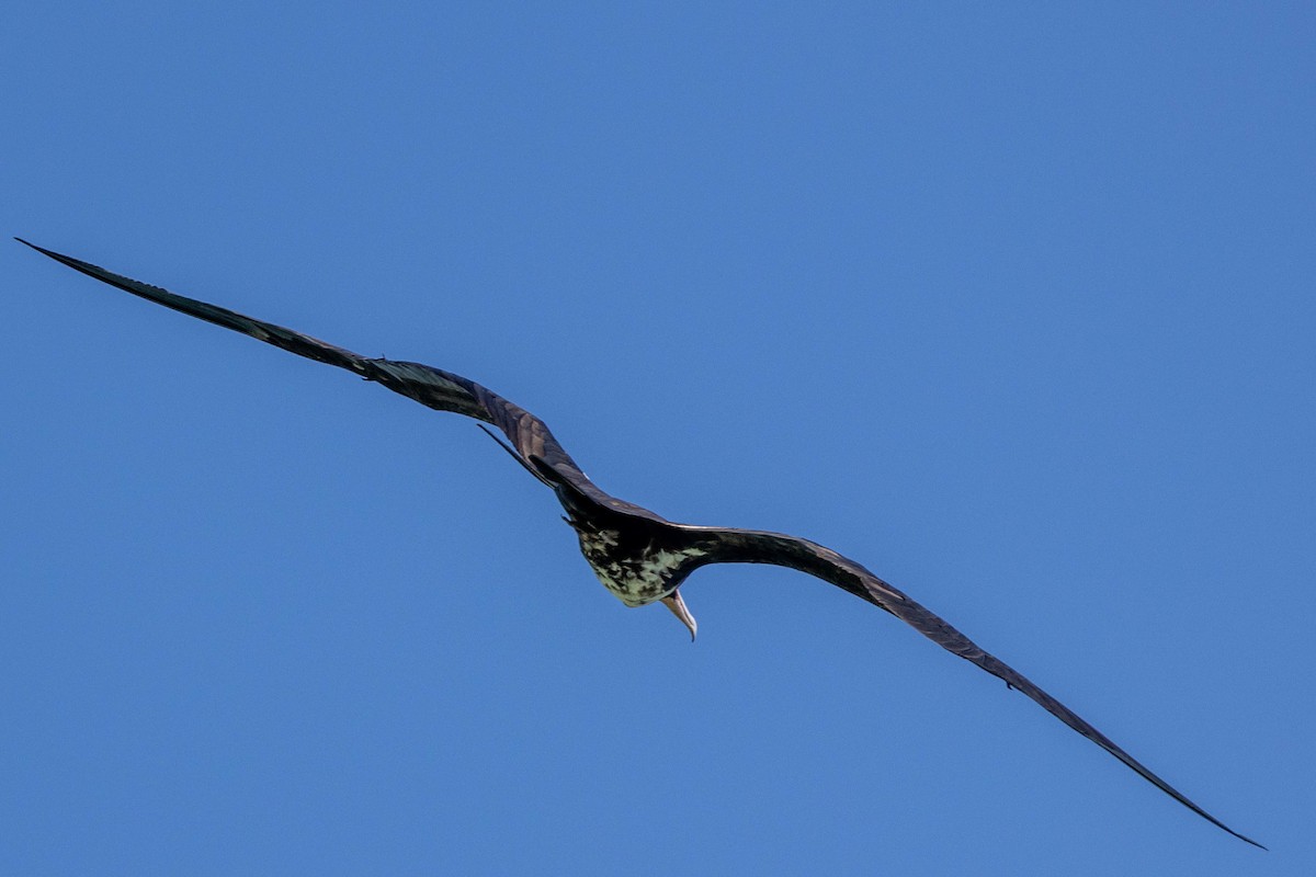 Lesser Frigatebird - ML644302153