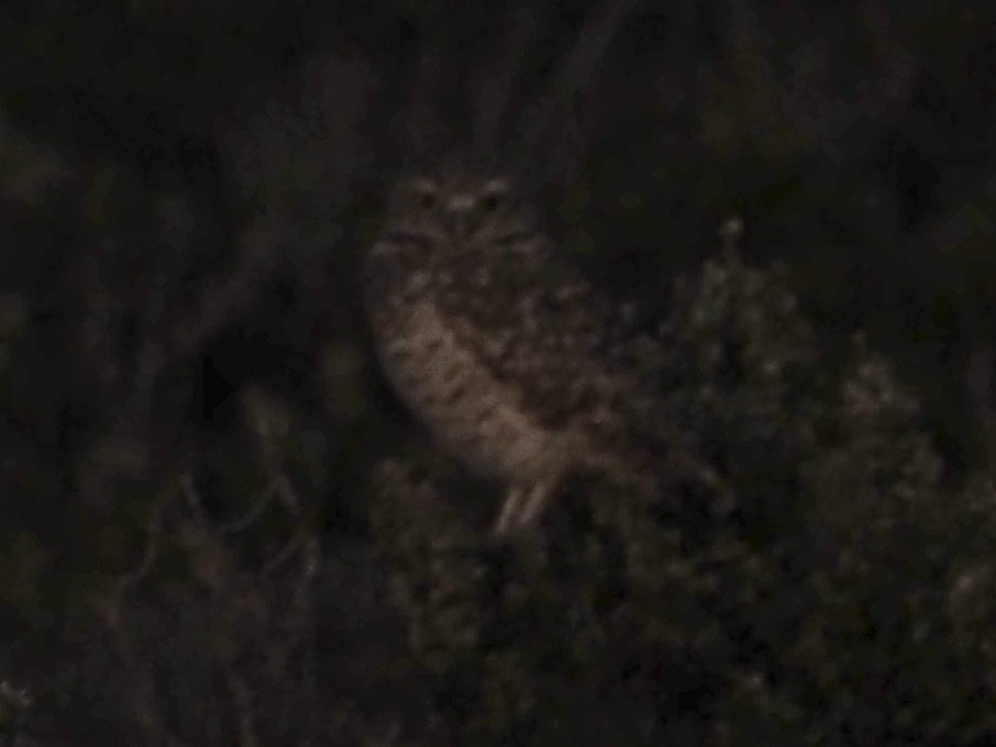 Mochuelo de Madriguera - ML644302157