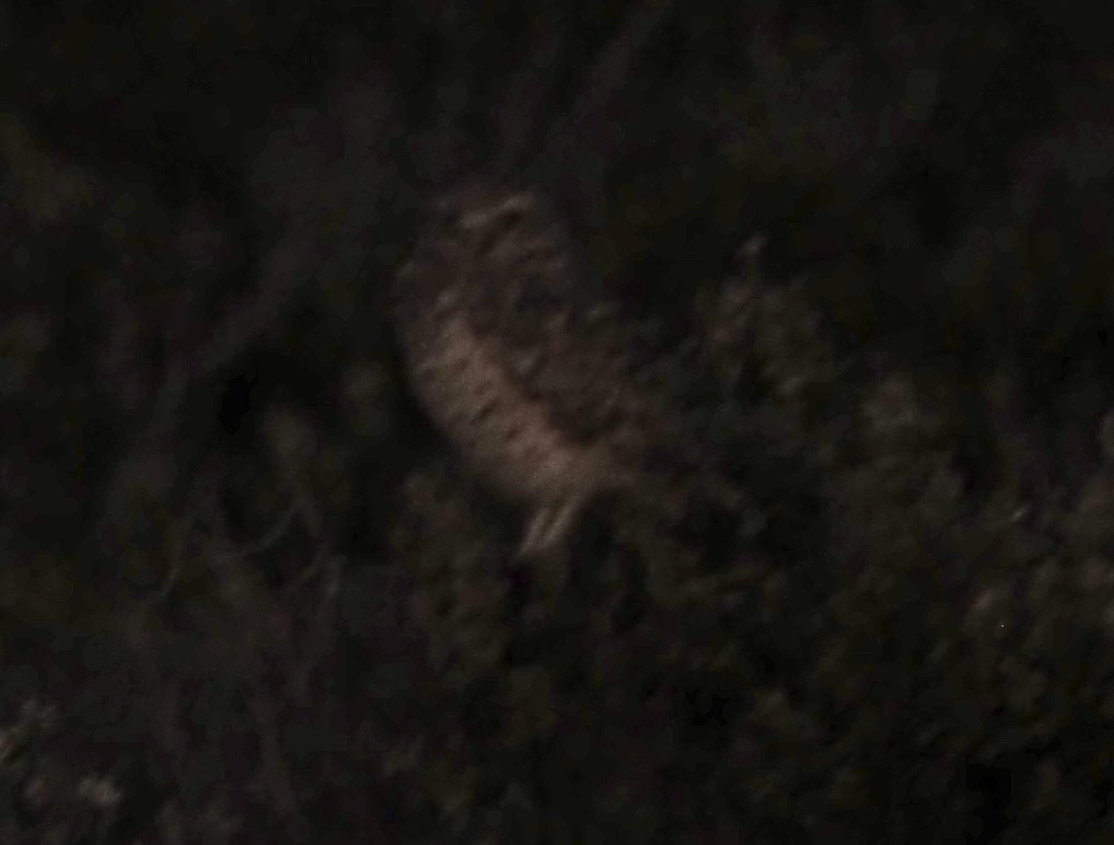 Mochuelo de Madriguera - ML644302158