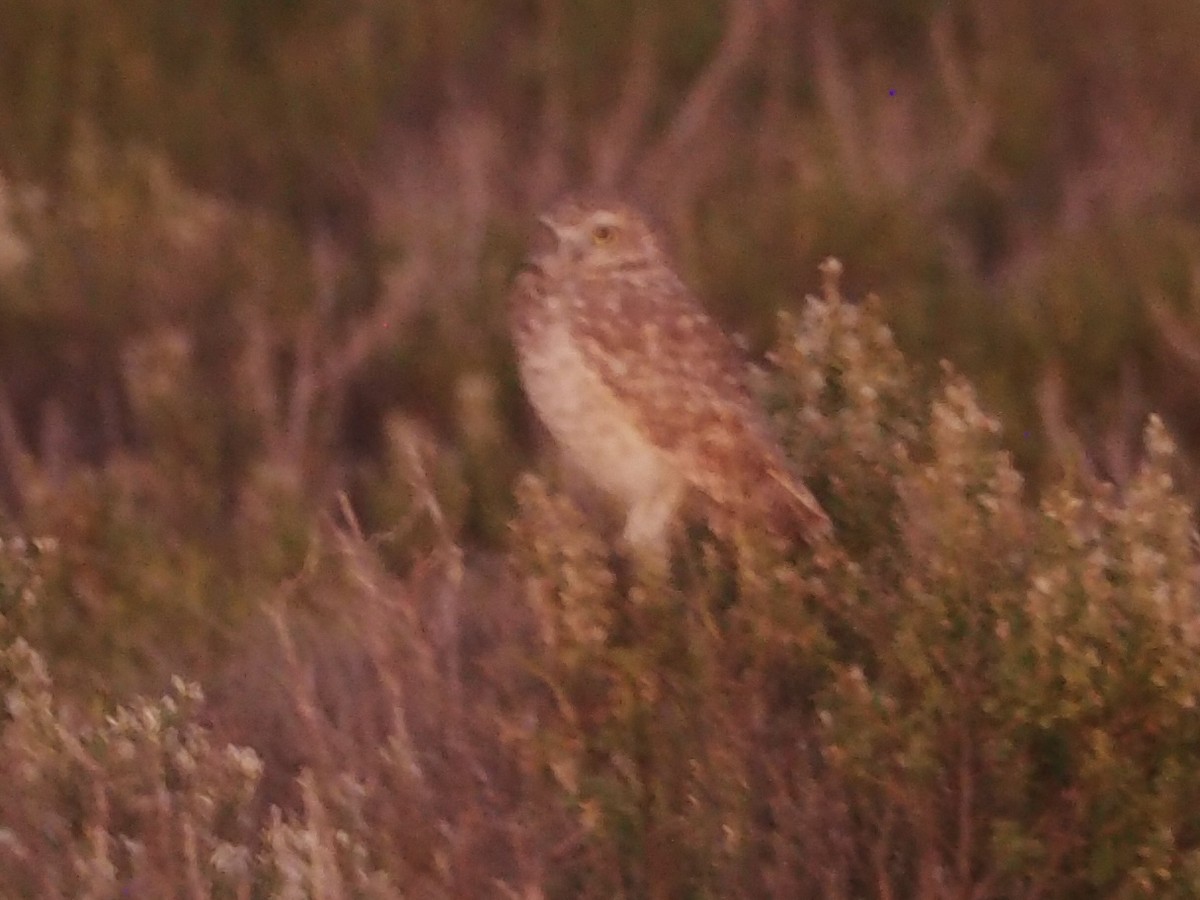 Mochuelo de Madriguera - ML644302159