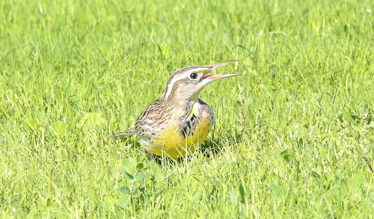 prærielerketrupial - ML644302160