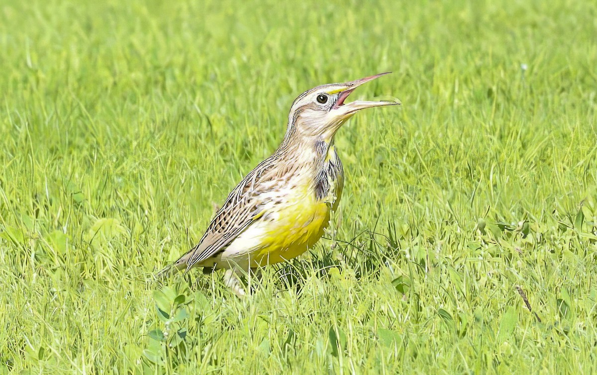 prærielerketrupial - ML644302161