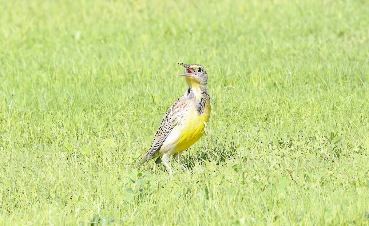 prærielerketrupial - ML644302162