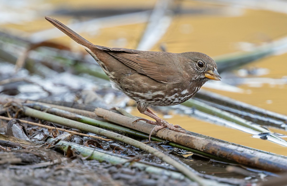 Fox Sparrow - ML644302173