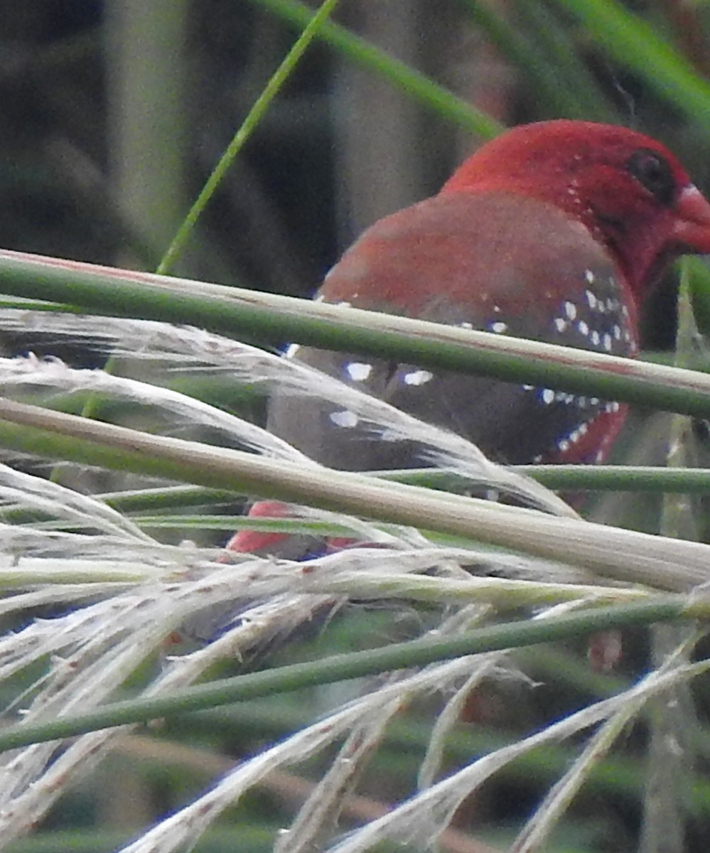 Red Avadavat - ML644302174