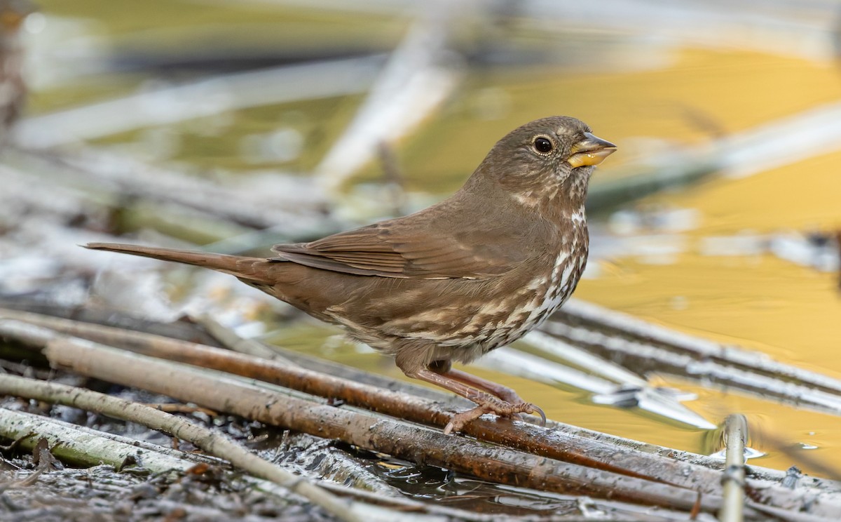 Fox Sparrow - ML644302177