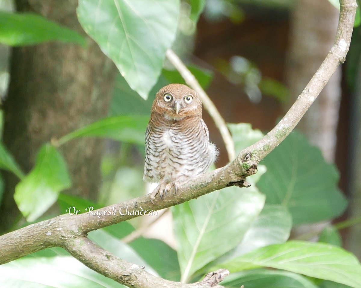 indiaugle - ML644302190