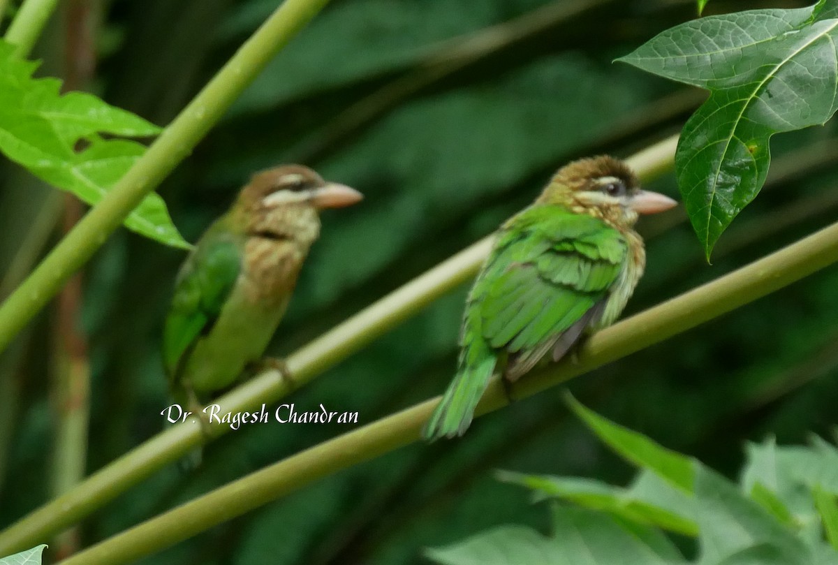 White-cheeked Barbet - ML644302206
