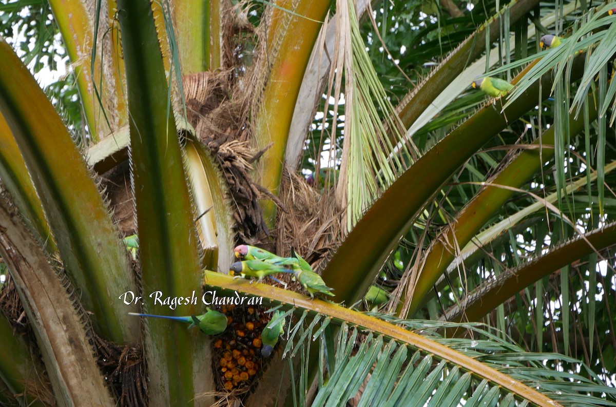 Plum-headed Parakeet - ML644302211